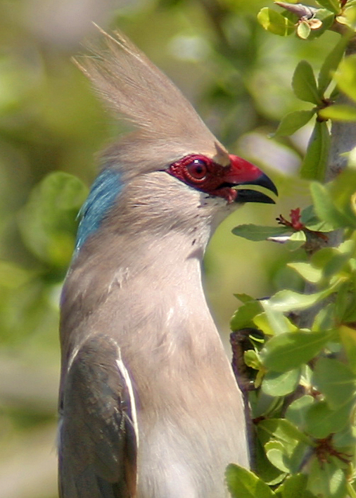 Blue-naped mousebird