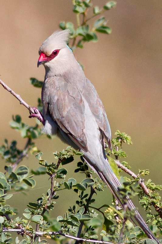 Pretty Blue-naped mousebird