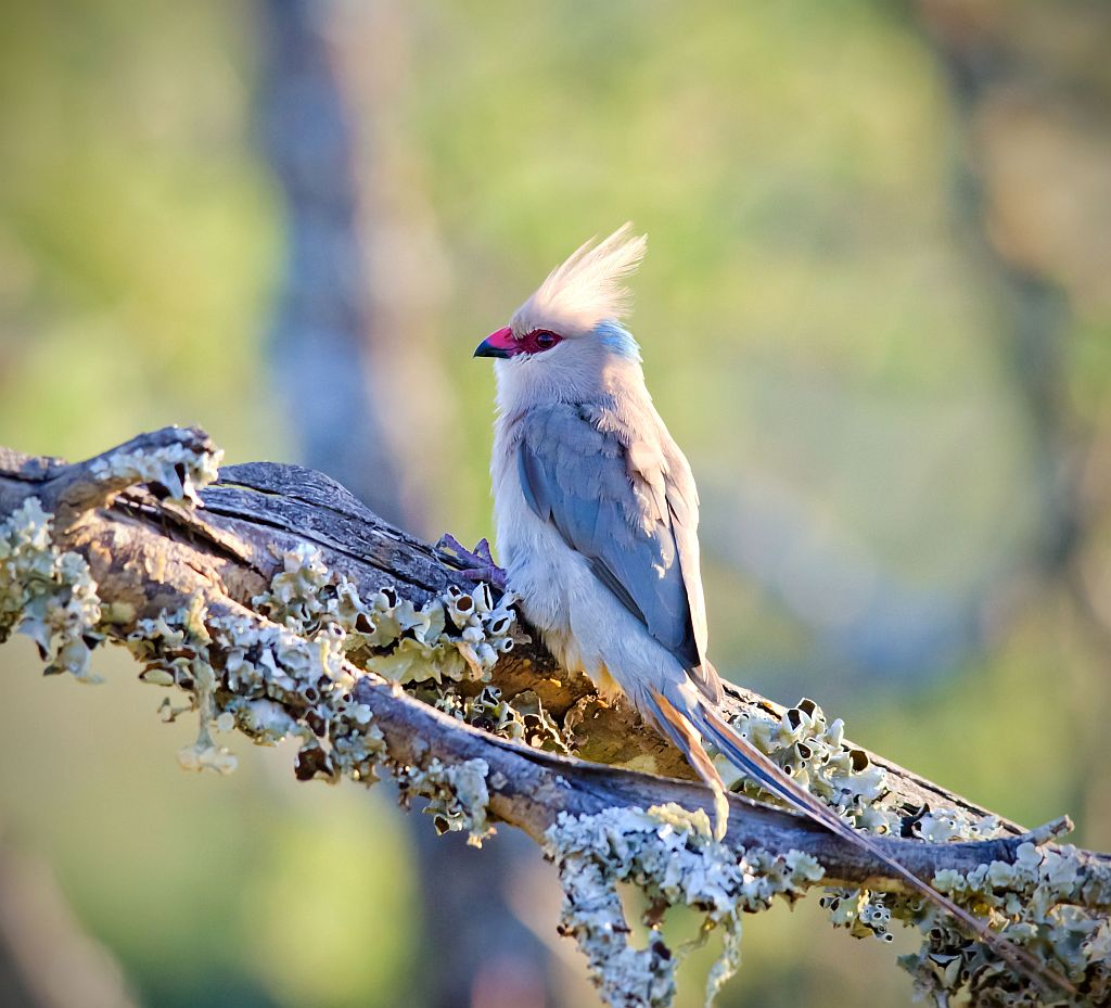 Pretty Blue-naped mousebird