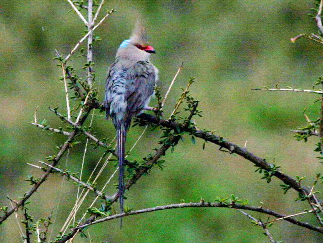 Pretty Blue-naped mousebird