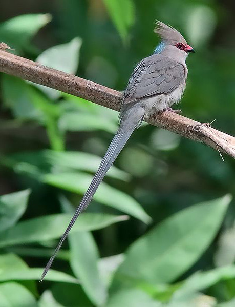 Pretty Blue-naped mousebird