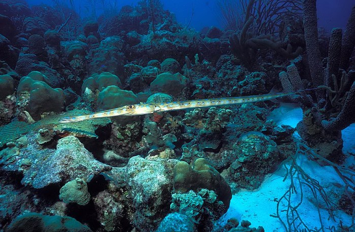 Pretty Blue-spotted cornetfish