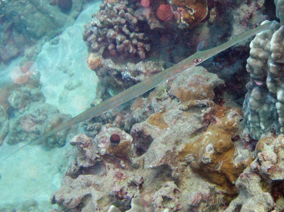 Pretty Blue-spotted cornetfish