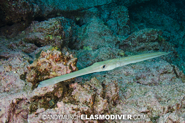 Pretty Blue-spotted cornetfish