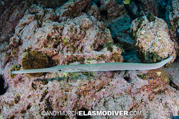 Pretty Blue-spotted cornetfish