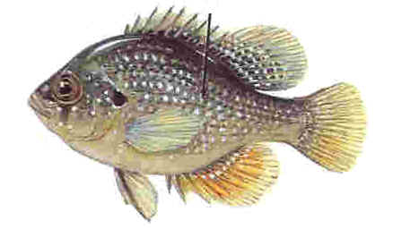 Pretty Blue-spotted sunfish