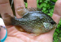 Pretty Blue-spotted sunfish