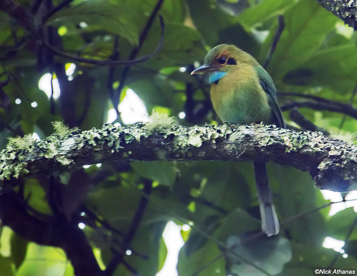 Pretty Blue-throated motmot