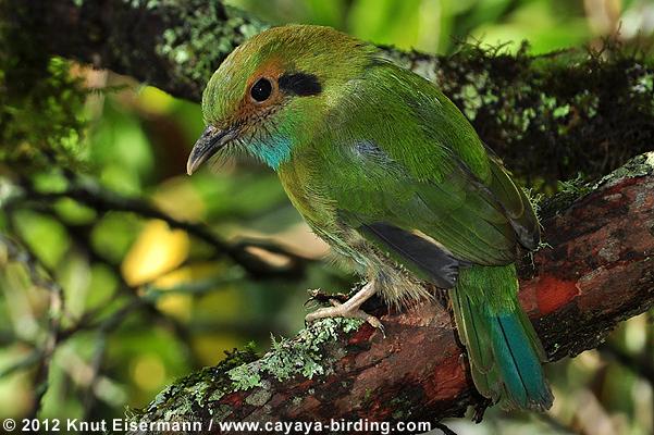 Pretty Blue-throated motmot