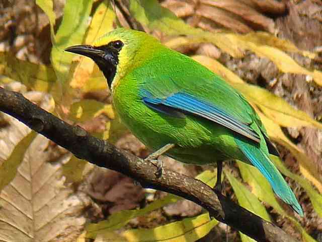 Blue-winged leafbird