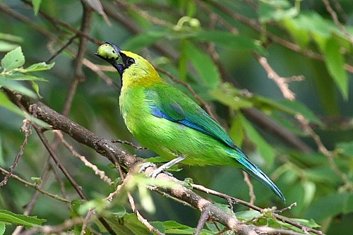 Pretty Blue-winged leafbird