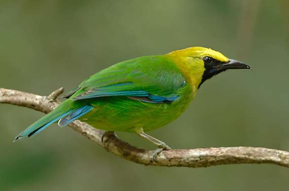 Pretty Blue-winged leafbird