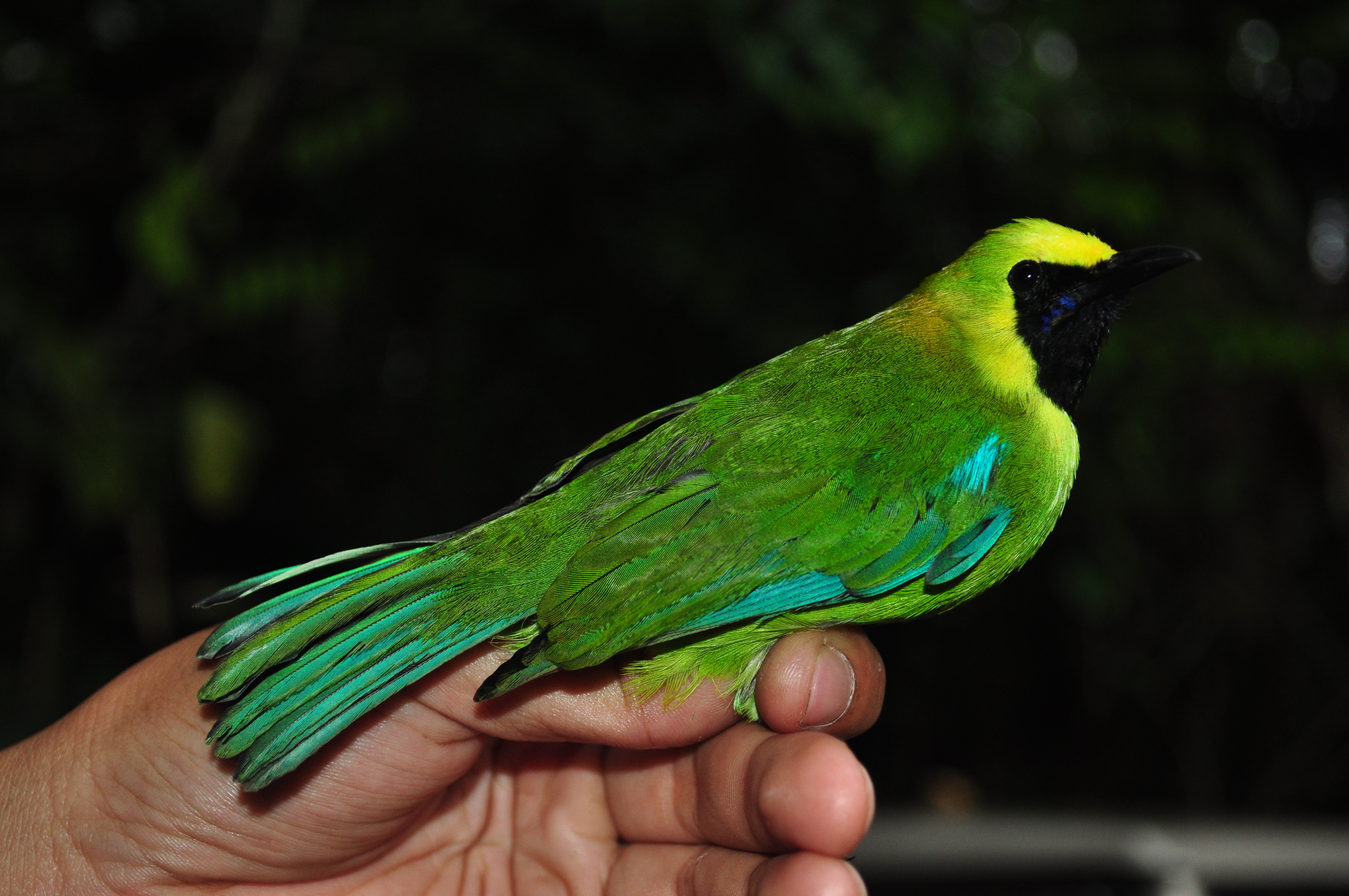 Pretty Blue-winged leafbird