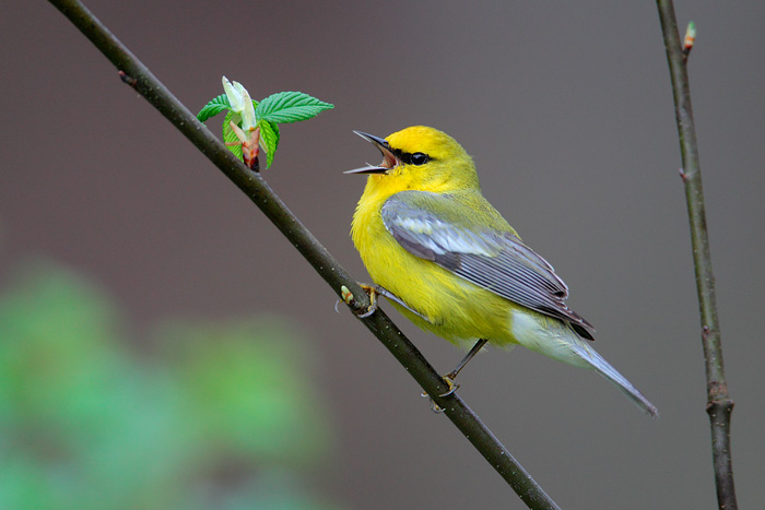 Blue-winged warbler