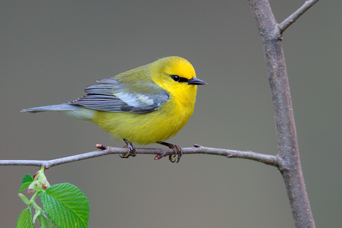 Pretty Blue-winged warbler