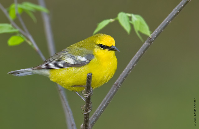 Pretty Blue-winged warbler