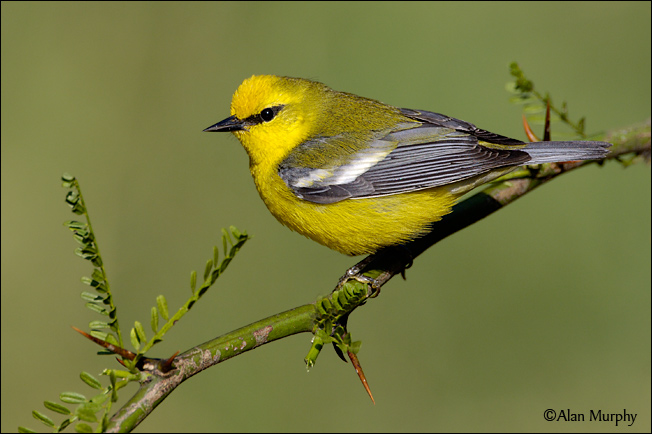 Pretty Blue-winged warbler