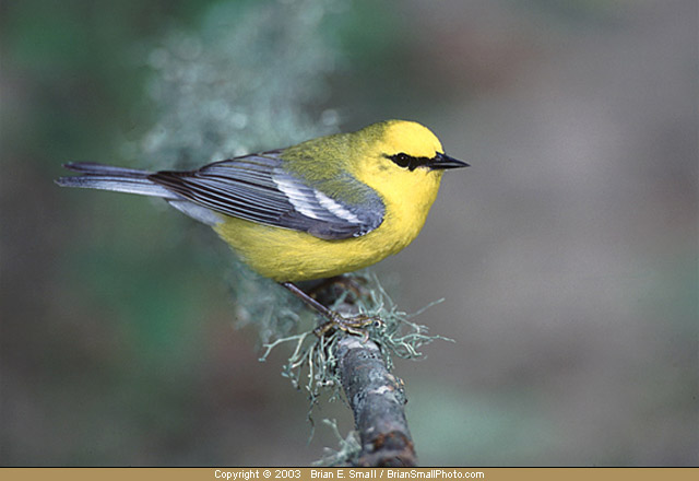 Pretty Blue-winged warbler