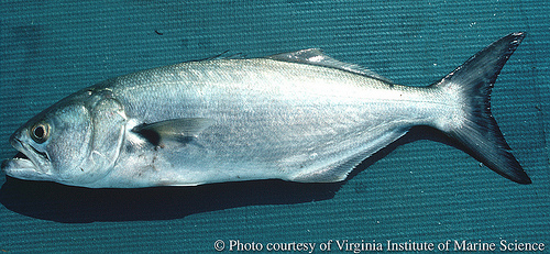 Pretty Bluefish