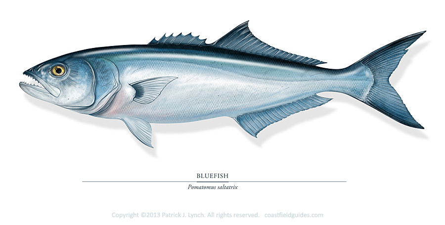 Pretty Bluefish