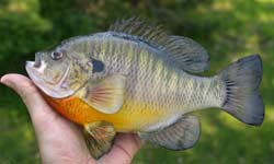 Bluegill