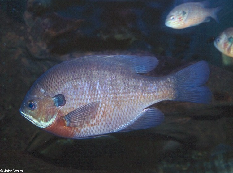 Pretty Bluegill