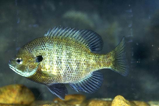 Pretty Bluegill