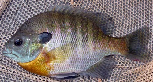 Pretty Bluegill
