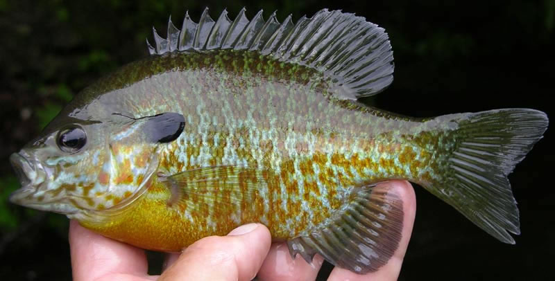 Pretty Bluegill