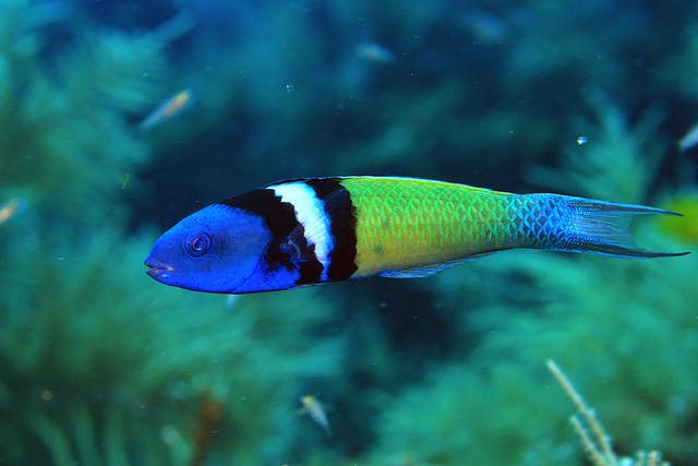 Pretty Bluehead