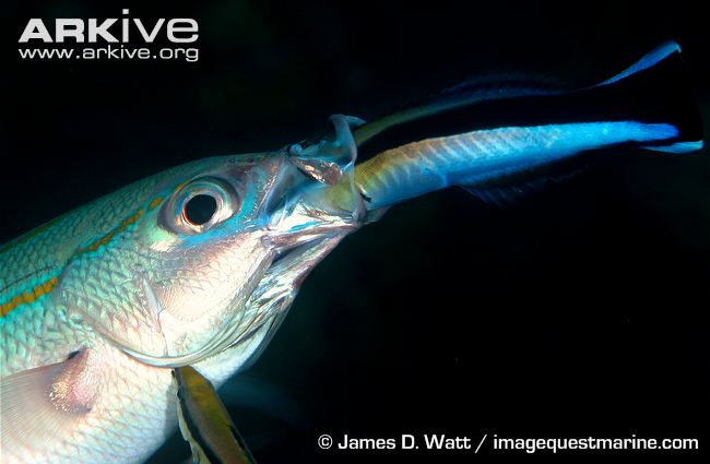 Bluestreak cleaner wrasse