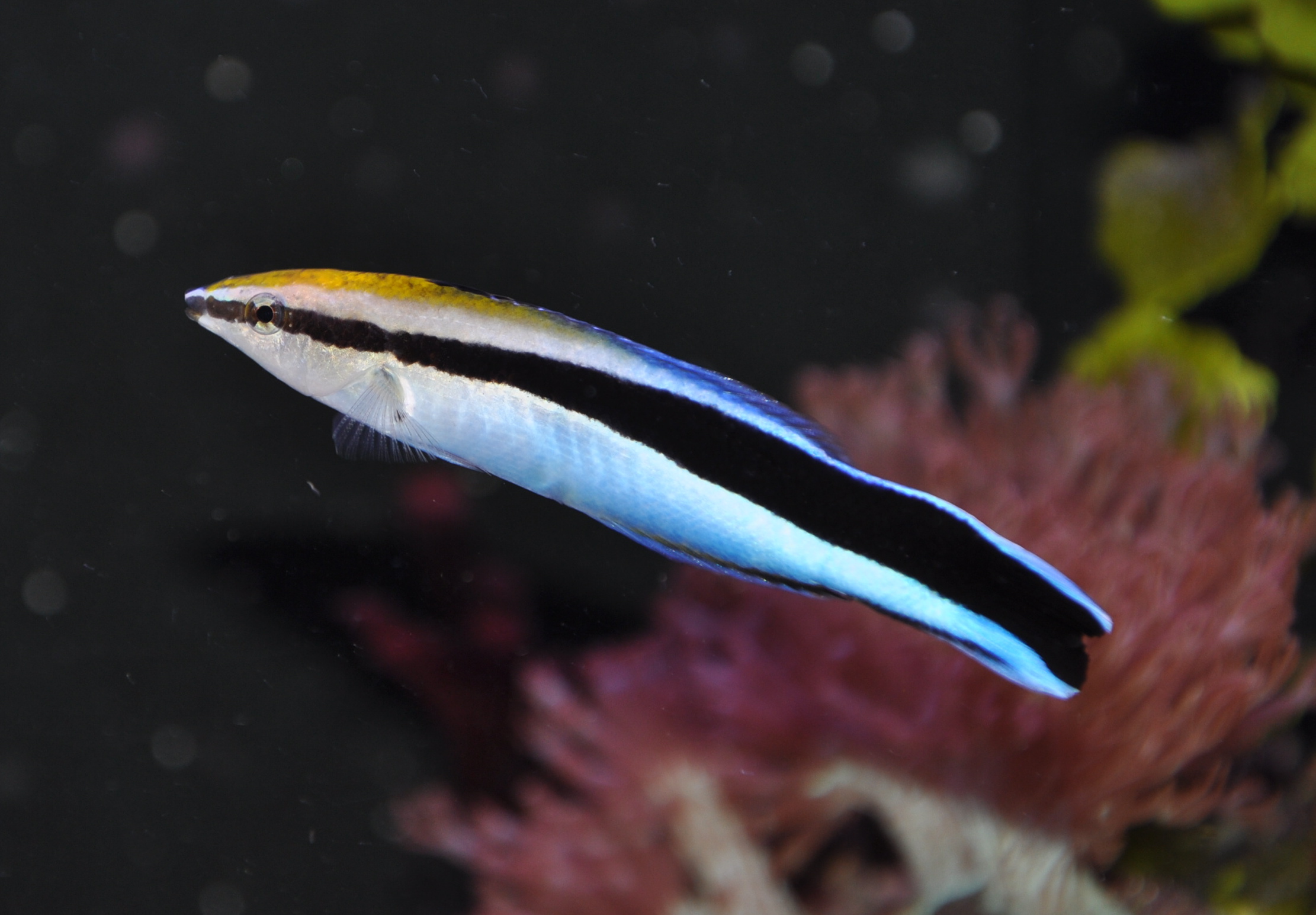 Pretty Bluestreak cleaner wrasse