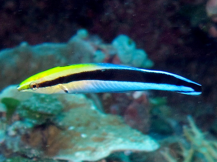 Pretty Bluestreak cleaner wrasse