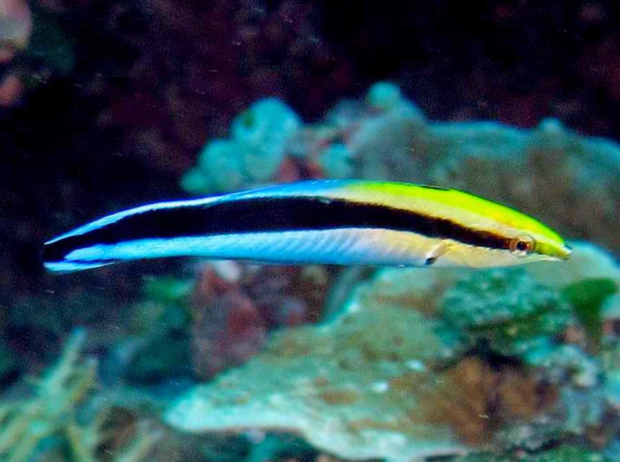 Pretty Bluestreak cleaner wrasse