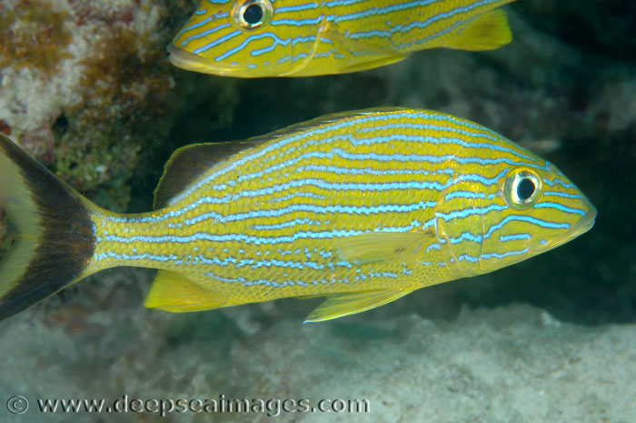 Bluestriped grunt