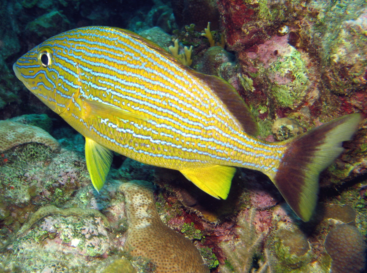Pretty Bluestriped grunt