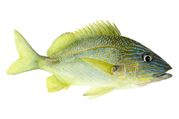 Pretty Bluestriped grunt