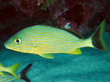Pretty Bluestriped grunt