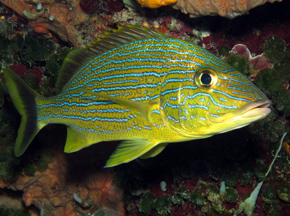 Pretty Bluestriped grunt