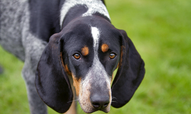 Cute Bluetick Coonhound - Dog Breed