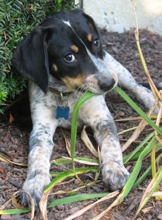Photo Bluetick Coonhound - Dog Breed