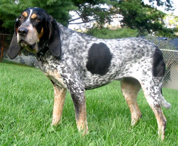 Bluetick Coonhound - Dog Breed wallpaper