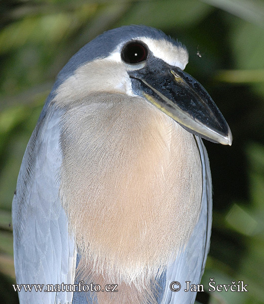 Boat-billed heron