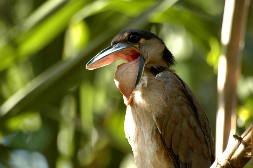 Pretty Boat-billed heron