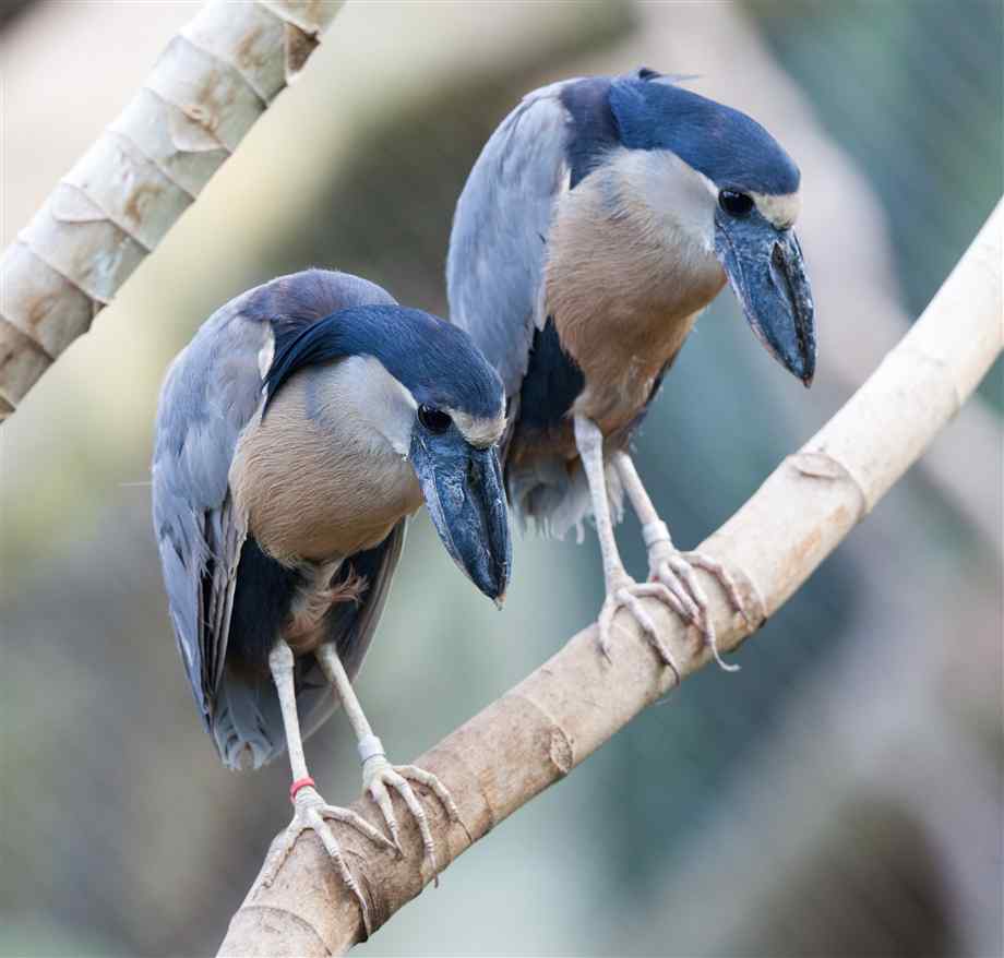 Pretty Boat-billed heron