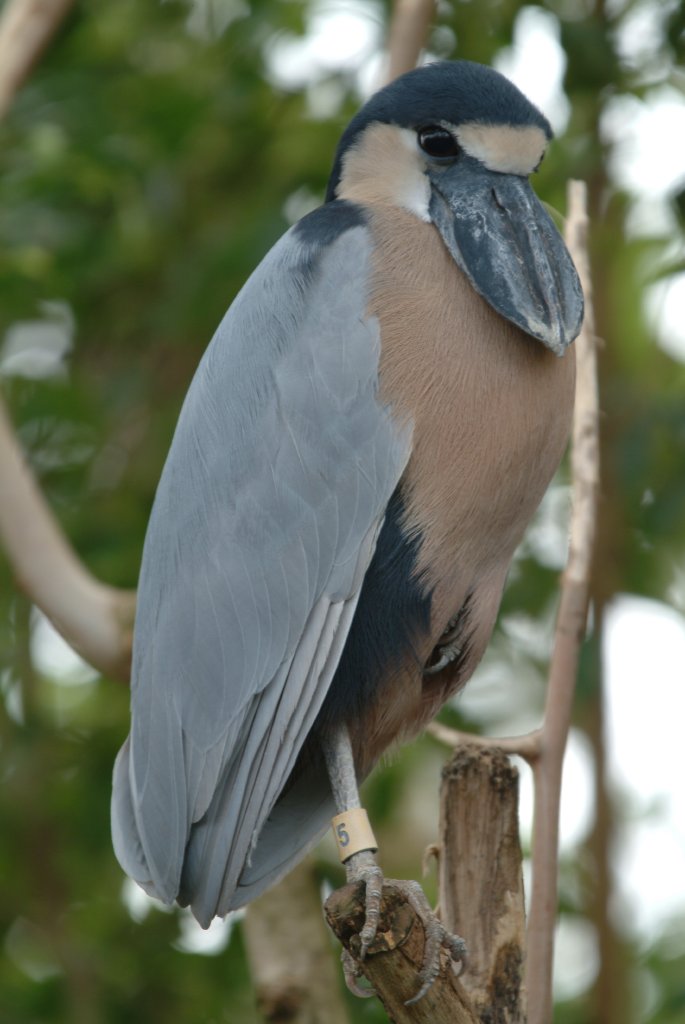 Pretty Boat-billed heron
