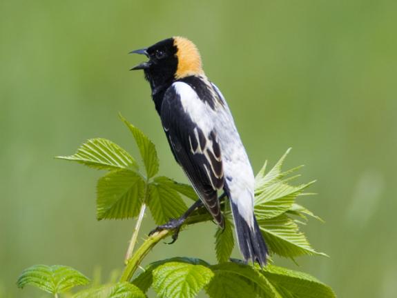 Bobolink
