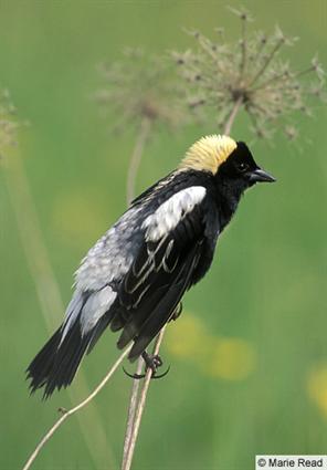 Pretty Bobolink