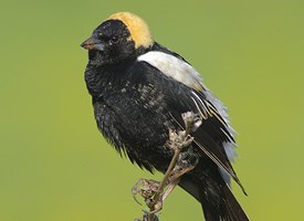 Pretty Bobolink