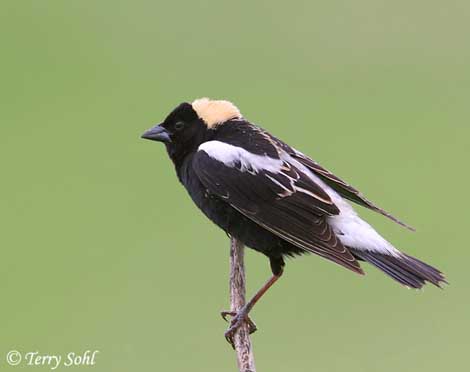 Pretty Bobolink
